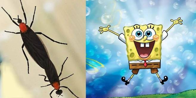 러브 버그와 스펀지 밥. 온라인 커뮤니티