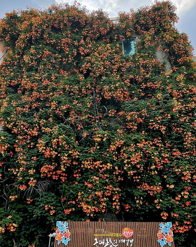 인스타그램 @daegu_thehotple