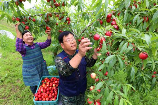 대전 동구 효평동 오손농장에서 오우석(53) 대청호 복숭아 작목반장(오른쪽)과 작목반 회원이 신비복숭아를 정성스럽게 수확하고 있다. 청정 자연과 큰 일교차 덕분에 당도와 식감이 뛰어난 대청호 복숭아는 여름철 대표 특산물로 사랑받고 있다. 김영태 기자