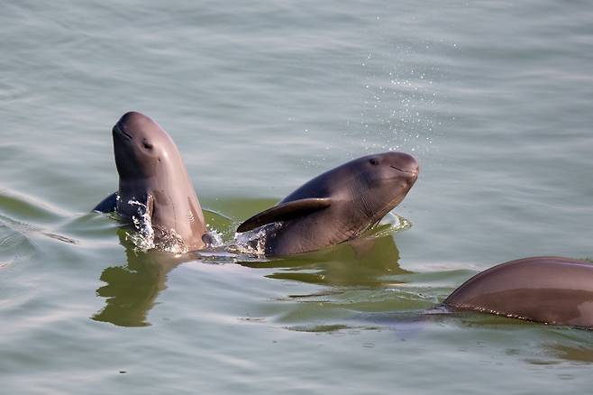 중국 양쯔강 일대에서 최근 자주 목격되는 ‘양쯔강 상괭이’(장툰)의 모습. 한때 멸종 위기에 처했지만 당국의 노력 끝에 개체 수가 늘어나고 있다. 양허 씨 제공