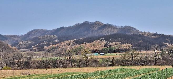 경북 의성 산불피해지 / 국립산림과학원