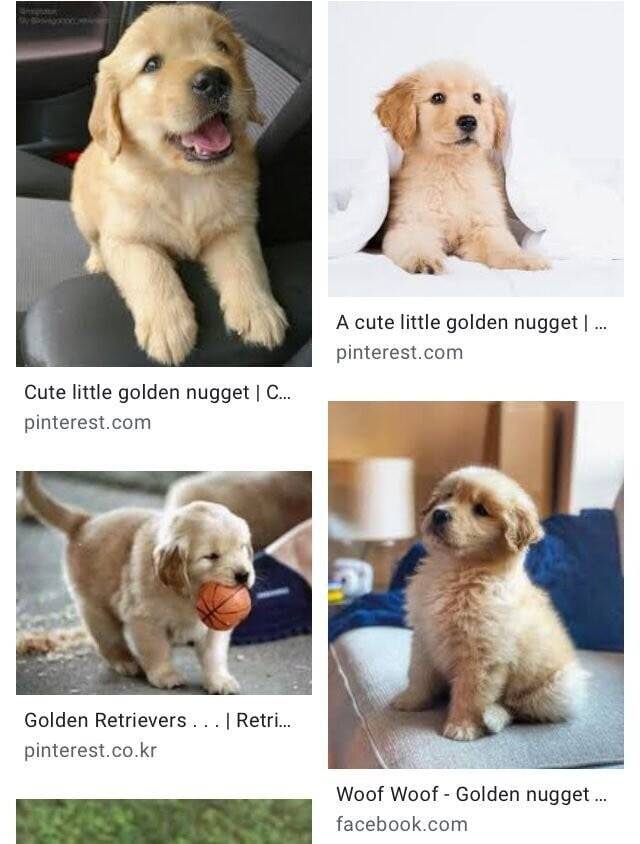 Internet_20230917_110226_3.jpeg 골댕이 \'인절미\'의 영어권 별명 ㄷㄷ..jpg 골댕이 \'인절미\'의 영어권 별명 ㄷㄷ..jpg