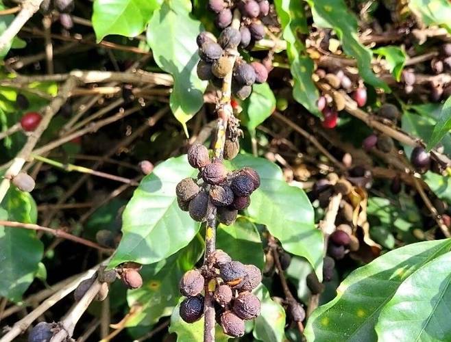 브라질 지역의 극심한 가뭄피해로 커피나무 열매들이 말라 죽는 피해를 겪었다. AP
