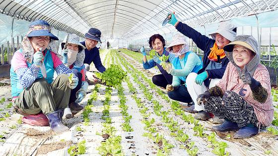지난달 30일 충북 청주시 흥덕구 정봉동에 있는 김종현(오른쪽에서 네번째)씨 농장에서 주부와 퇴직자로 구성된 도시 농부 사업 참가자들이 상추 모종을 심고 있다. 김성태 객원기자
