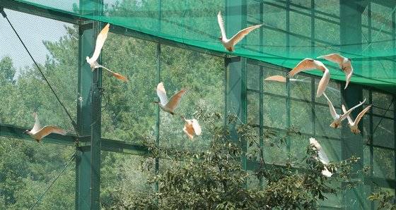 복원센터 관람 케이지의 따오기. 송봉근 기자