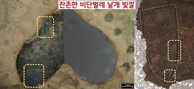 확인된 날개장식은 대부분 흑화(검게 변함)되었지만 원래의 빛깔이 남아 있는 것도 있었다.|신라문화유산연구원 제공