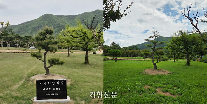 유네스코 세계문화유산인 경북 안동시 풍천면 병산서원 입구에 윤석열 전 대통령 방문을 기념하며 심은 소나무 앞에 기념비석(왼쪽, 독자제공)이 있는 모습과 1일 소나무 앞에 비석이 사라진 모습. 김현수 기자