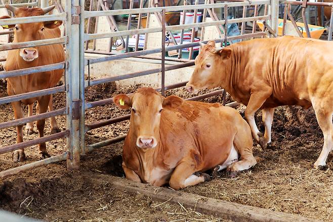 폭염특보가 연일 이어지고 있는 2일 오전 전남 함평군 학교면 한 한우 축사에서 무더위에 지친 소가 주저앉아있다. 연합뉴스