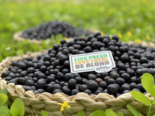 카후쿠 농장의 팜 투 테이블 아사이 체험 / 사진=하와이 관광청