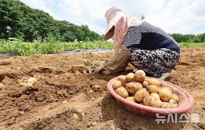 [인천=뉴시스] 전진환 기자 = 전국 대부분의 지역에 폭염특보가 내려진 지난 1일 오후 인천 남동구의 한 감자 농장에서 한 농부가 감자를 수확하고 있는 모습. 2025.07.01. amin2@newsis.com