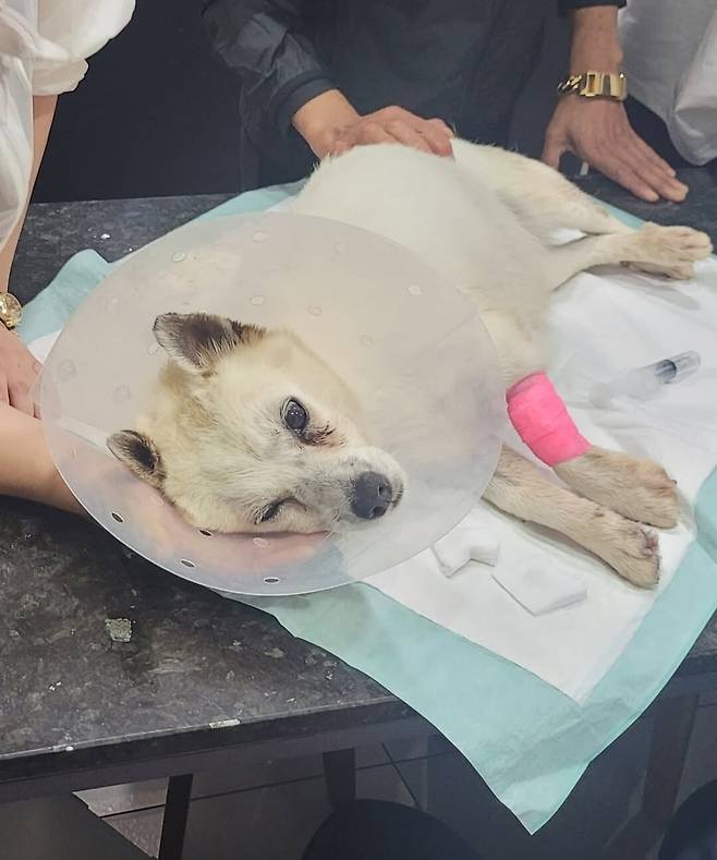 비비탄 총알에 맞아 눈을 다친 피해견 매화. 비글구조네트워크 SNS 갈무리