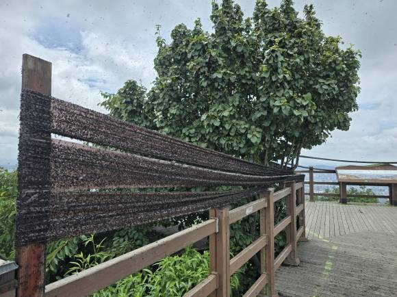 2일 인천 계양구 계양산 정상에 설치된 끈끈이 트랩에 ‘러브버그’라 불리는 붉은등우단털파리 수천마리가 붙어있다. 계양산엔 러브버그 사체 썩는 냄새가 진동해 등산객들이 불편을 토로했다.