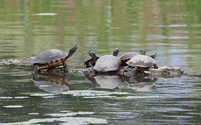 경포천 모래톱의 붉은귀거북 [촬영 유형재]