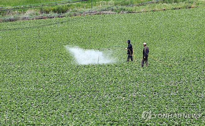 폭염에 분주해진 평창 대관령 병충해 방제작업 [연합뉴스 자료사진]