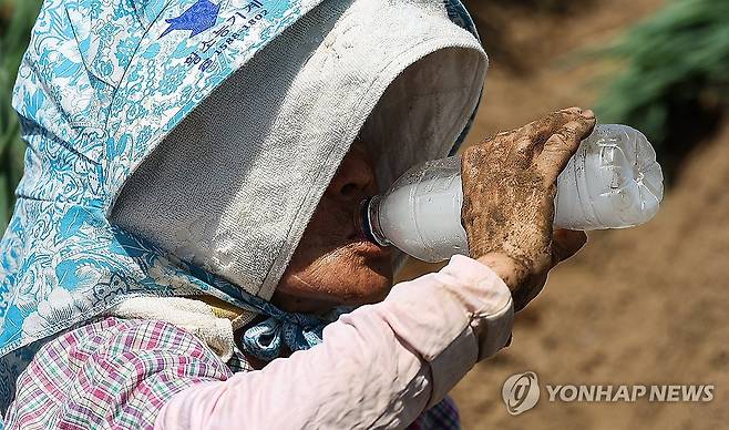 폭염, 수분 보충은 필수 (고령=연합뉴스) 윤관식 기자 = 무더위가 계속되며 폭염특보가 발효 중인 2일 경북 고령군 다산면의 한 밭에서 파 모종을 심던 농민이 얼음물을 마시며 더위를 식히고 있다. 2025.7.2 psik@yna.co.kr
