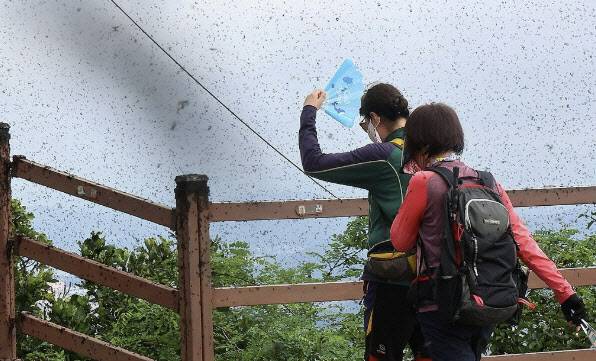 러브버그로 점령당한 계양산 정상.(사진=연합뉴스)