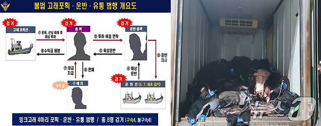 3일 경북 포항해양경찰서는 연중 포획이 금지된 밍크고래를 불법 포획한 선장 A 씨 등 일당 8명을 검거 이 중 4명을 수산자원관리법 위반으로 구속하고 나머지 4명도 같은 혐의로 불구속했다. (포항해야경찰서제공, 제판매 및 유RMAWL) 2025.7.3/뉴스1