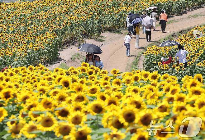 전국적으로 무더위가 기승을 부린 2일 경남 함안군 법수면 강주해바라기마을에서 관광객들이 활짝 핀 해바라기를 구경하고 있다. 이 곳에서 진행되고 있는 제13회 강주해바라기축제는 지난달 18일부터 이날까지 열릴 예정이었지만, 개화 시기가 늦은 이유로 오는 6일까지 열린다. 2025.7.2/뉴스1 ⓒ News1 윤일지 기자