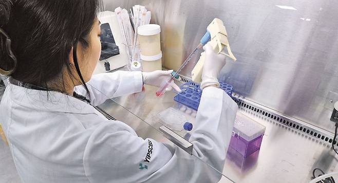 줄기세포 치료제를 개발중인 '입셀'의 연구원이 지난달 서울 서초구에 있는 연구실에서 유도만능 줄기세포(iPS 세포)에 붉은 배양액을 주입하고 있다. 입셀은 iPS 세포를 무릎 연골 세포로 배양해 만든 골관절염 치료제를 환자 3명에게 투여하는 임상 연구를 진행하고 있다. /박지민 기자