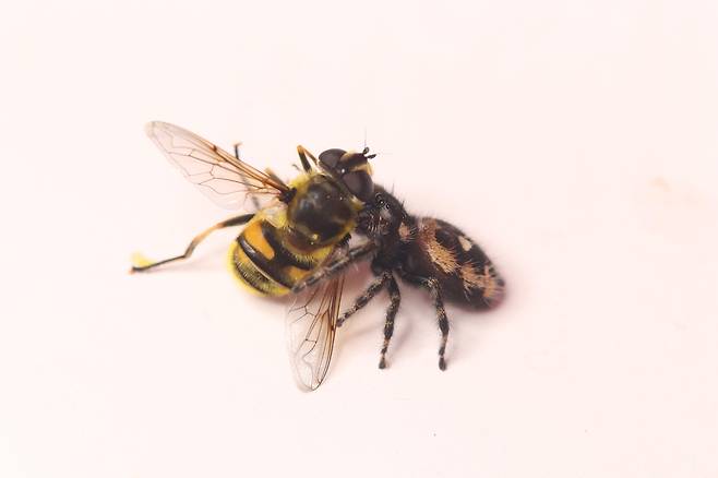 꽃등에를 잡은 깡충거미. 꽃등에는 말벌처럼 보이도록 진화했지만, 이번에는 거미 공격을 피하지 못했다./영 노팅엄대