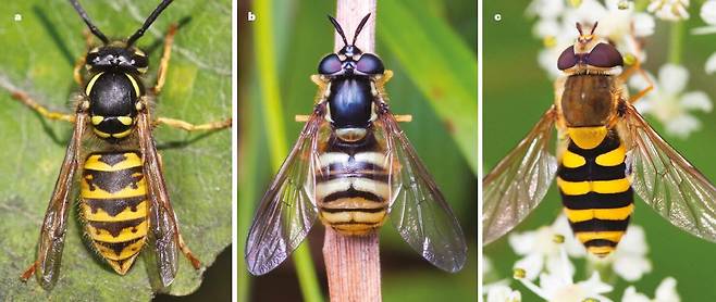 파리목인 꽃등에는 독침을 가진 벌목 말벌을 모방해 천적을 피한다. 왼쪽은 말벌(학명 Vespula vulgaris)이고 가운데는 말벌과 흡사하다고 인정받는 꽃등에(Chrysotoxum arcuatum), 오른쪽은 말벌을 덜 닮은 꽃등에(Syrphus ribesii)이다./Nature