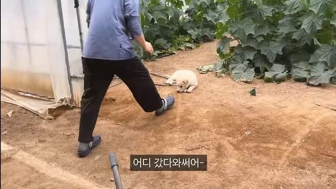 dcbest-20250703-094847-002-resize.jpg 시골 댕댕들이 살찌는 이유 먼지암?.jpg