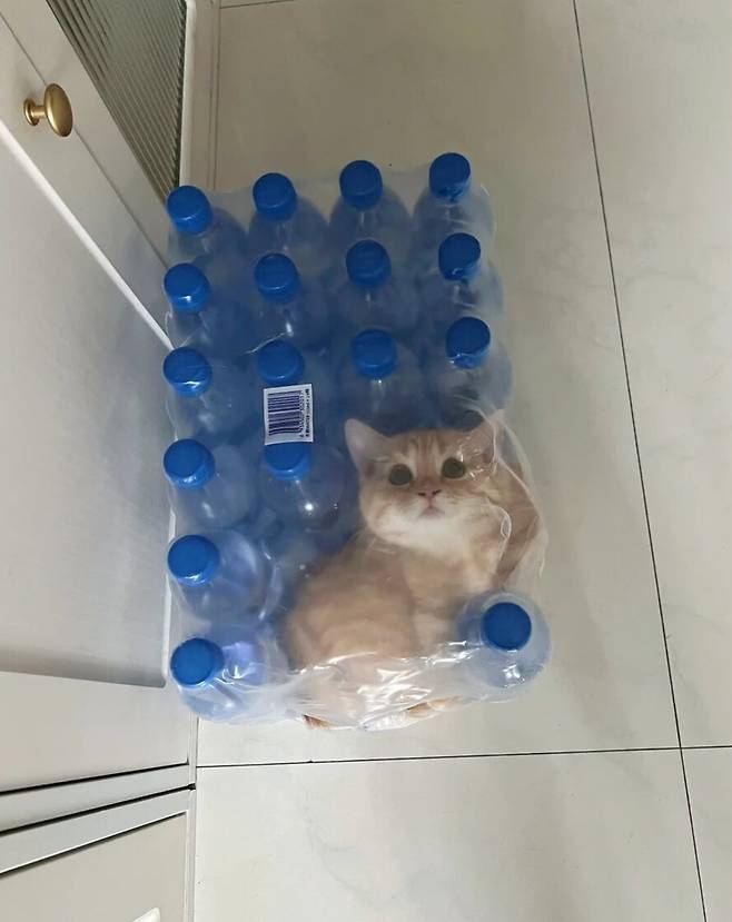 이것이 스위트룸이라는것이냥?.jpg