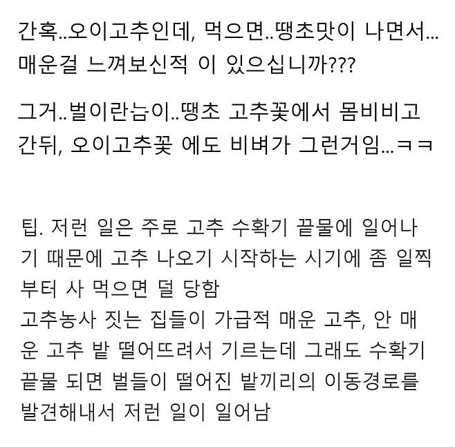 오이 고추가 가끔 매운 이유