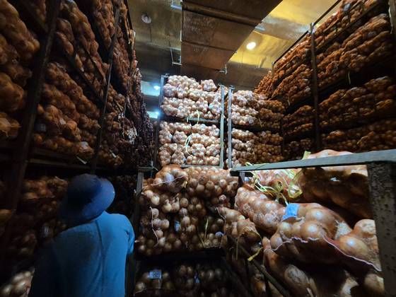 지난 1일 전남 무안군 현경면 전남서남부채소농협 저온저장고 내부에 양파가 가득 쌓여있다. 황희규 기자.