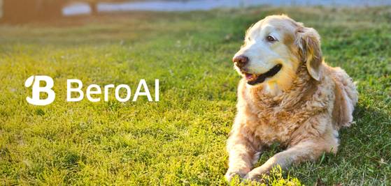 베로AI(BeroAI) 제품을 착용하고 있는 반려견. 사진 베로AI