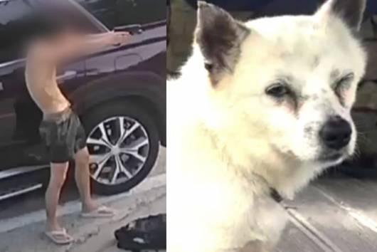 비비탄 수백 발을 쏴 주인이 있는 개를 죽게 한 일당이 범행 동기에 대해 "강아지 반응이 궁금해 그랬다"고 밝힌 것으로 전해졌다. /사진=유튜브 채널 '멍멍이삼촌과 동행 반려견행동교정'