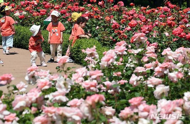 [부산=뉴시스] 하경민 기자 = 20일 부산 기장군 정관읍 좌광천변 웟골공원을 찾은 어린이들이 활짝 핀 장미꽃밭 사이를 지나고 있다. 기장군 윗골공원과 구목정공원 일대에는 형형색색의 장미꽃 229종 4만5000여본이 심어져 있다. 2024.05.20. yulnetphoto@newsis.com