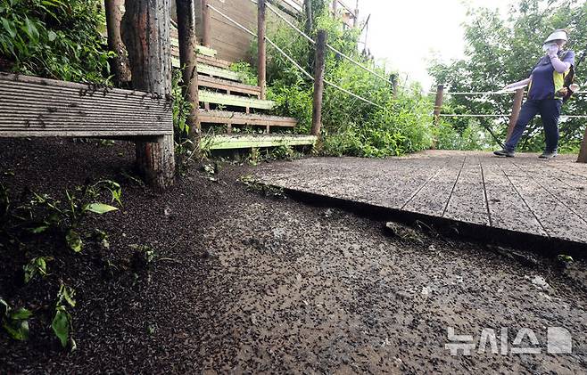 [인천=뉴시스] 전진환 기자 = 30일 오전 인천 계양구 계양산 정상에서 러브버그(붉은등우단털파리) 무리가 등산로와 등산객들에게 들러붙으며 불쾌감을 주고있다.  2025.06.30. amin2@newsis.com