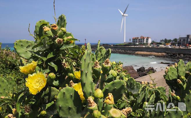 [제주=뉴시스] 우장호 기자 = 무더운 날씨를 보인 3일 오전 국내 유일 야생 선인장 군락지인 제주시 한림읍 월령리 제주올레 14코스에 노란 선인장꽃이 활짝 피어나 시선을 끌고 있다. 2025.07.03. woo1223@newsis.com