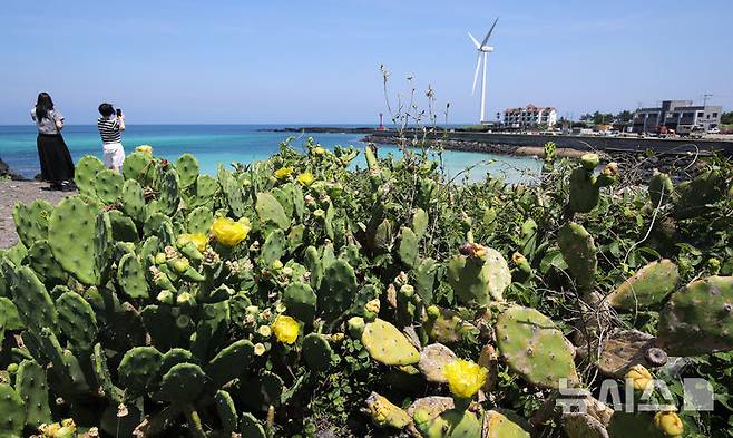 [제주=뉴시스] 우장호 기자 = 무더운 날씨를 보인 3일 오전 국내 유일 야생 선인장 군락지인 제주시 한림읍 월령리 제주올레 14코스에 노란 선인장꽃이 활짝 피어나 시선을 끌고 있다. 2025.07.03. woo1223@newsis.com