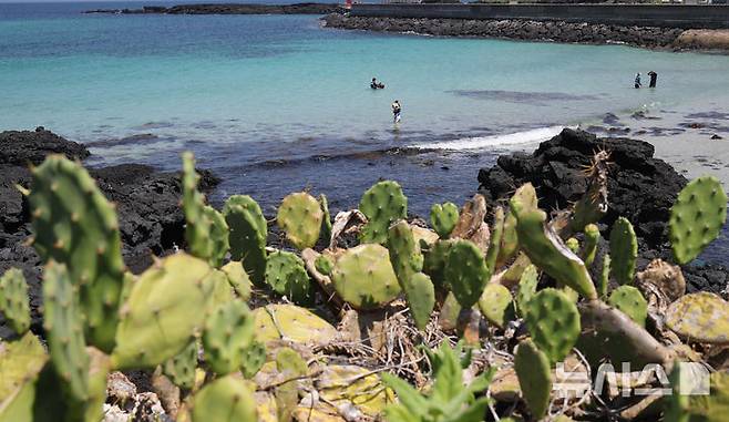 [제주=뉴시스] 우장호 기자 = 무더운 날씨를 보인 3일 오전 국내 유일 야생 선인장 군락지인 제주시 한림읍 월령리 제주올레 14코스 인근 월령포구에서 레저객들이 시원한 물놀이를 즐기고 있다. 2025.07.03. woo1223@newsis.com