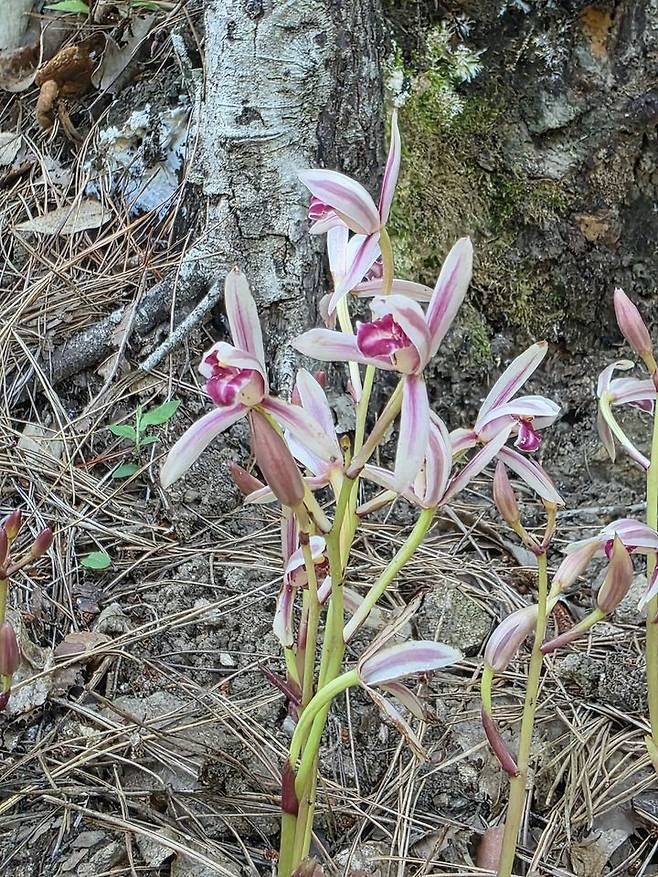 [구례=뉴시스] 지리산국립공원 자생지에 멸종위기야생생물 2급 '대흥란'이 피어있다. (사진=전남사무소 제공) 2025.07.03. photo@newsis.com *재판매 및 DB 금지