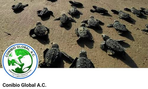 멕시코 환경보호단체 '코니비오 글로발'의 페이스북 게시물 [ 코니비오 글로발 페이스북 캡처. 연합뉴스]