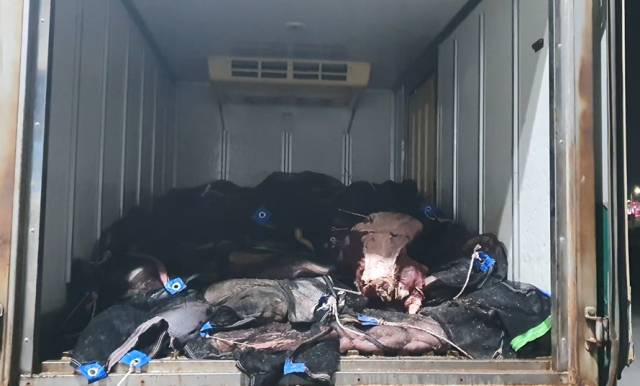 ▲불법으로 잡은 밍크고래를 탑차에 실은 모습ⓒ포항해경 제공