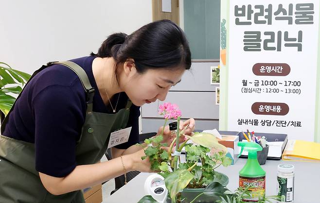 3일 서울 중랑구 신내동 중랑구청 제2청사에서 운영중인 '반려 식물 클리닉'에서 전문가가 식물을 살펴보고 있다.