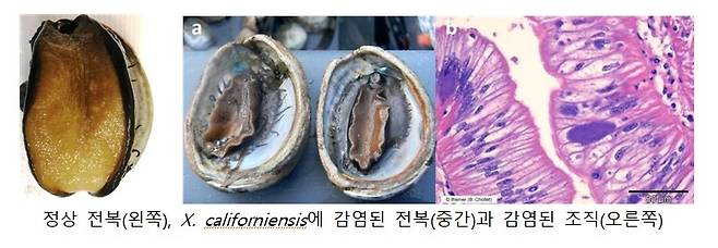 정상 전복과 제노할리오티스 캘리포니엔시스에 감염된 전복 [해양수산부 제공. 재판매 및 DB 금지]