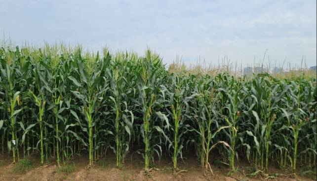 찰옥 5호 재배지 [충주시 제공. 재판매 및 DB 금지]