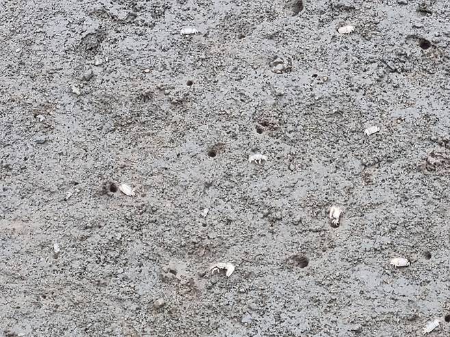 ▲ 인천 옹진군 덕적도에서 관찰된 흰발농게들. /사진제공=가톨릭환경연대