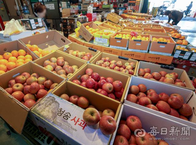 7일 대구 북구 매천동 농산물도매시장 내 한 과일 점포에서 청송 등 경북 지역에서 생산된 사과를 판매하고 있다. 사과 생산량이 막대한 경북 지역에서 발생한 산불로 사과 공급이 다소 감소해 사과 판매 금액이 오를 전망이다. 대구농수산물 유통관리공사 자료에 따르면 지난 2일 기준 사과 10kg 당 평균 판매 금액은 54,852원으로 1주일 전인 지난달 26일 47,004원에 비해 7,848원이 상승해 약 17% 오른 것으로 나타났다. 안성완 기자 asw0727@imaeil.com