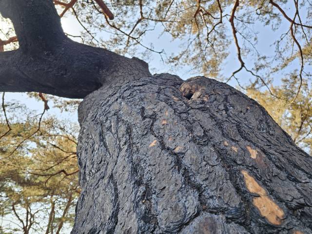 대한민국 명승 제26호로 지정됐던 경북 안동시 임하면 개호송 숲이 이번 산불에 큰 피해를 입었다. 사진은 31일 촬영한 개호송 숲의 피해 모습. 김영진 기자