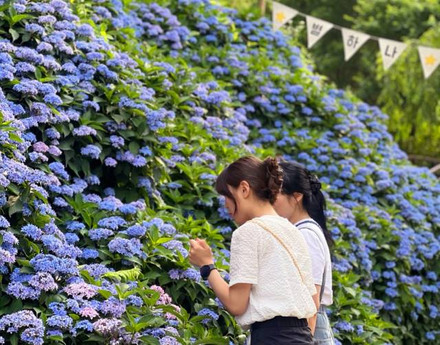 산림욕을 즐길 수 있는 진주 ‘월아산 숲속의 진주’에 수국이 핀 모습. 경남도 제공