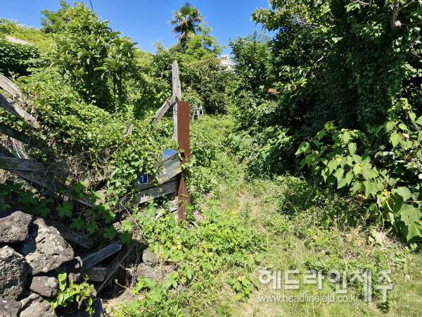 정비 작업을 하기 전 모습. 집은 덤불에 완전히 가려져 있다.