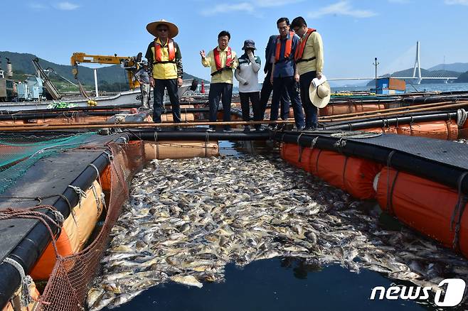 전남 여수 돌산의 한 가두리 양식장에서 물고기가 집단폐사한 모습. 뉴스1 ⓒ News1 김동수 기자