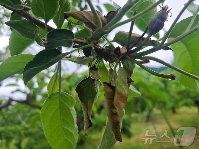 과수화상병(충북도 제공. 재판매 및 DB금지)