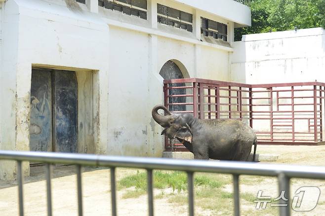 4일 대구 달성공원에 있는 코끼리가 샤워기의 물줄기를 맞으며 몸을 식히고 있다. 2025.7.4/뉴스1 ⓒ News1 이성덕 기자